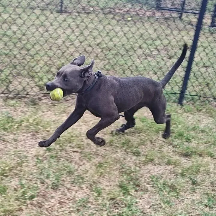 A young large-sized female Pit Bull Terrier dog named Petunia for adoption in Springdale, AR