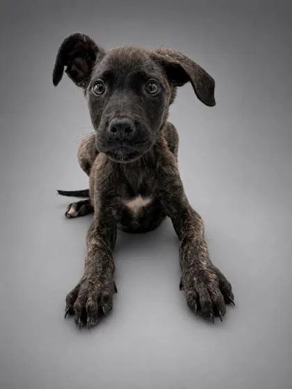 A young small-sized female Shepherd dog named Dolly for adoption in Bowling Green, KY