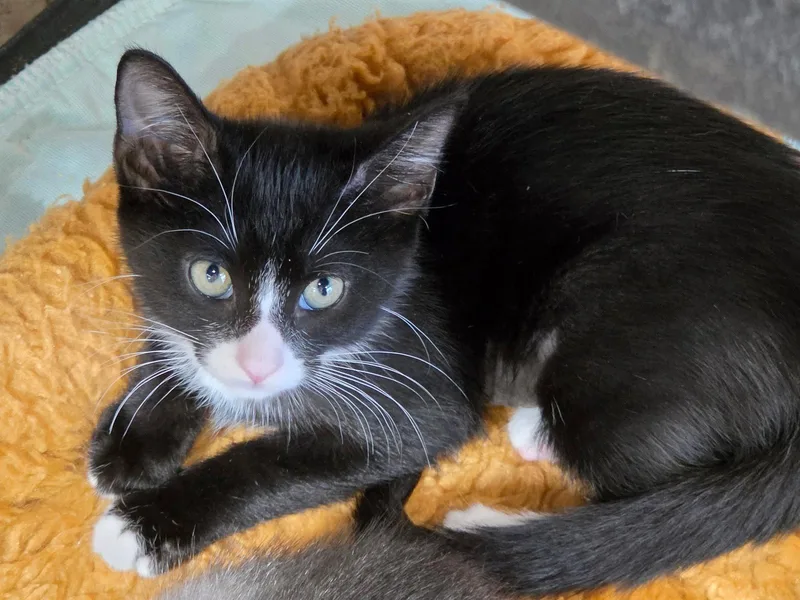 A young medium-sized female Black & White / Tuxedo Domestic Short Hair cat named Chokku for adoption in Satellite Beach, FL