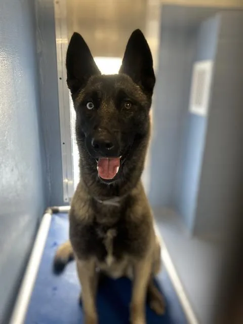 A young medium-sized female Belgian Shepherd / Malinois dog named Winona for adoption in Downey, CA
