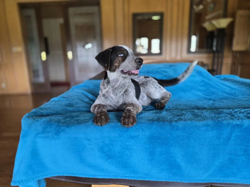 A baby medium-sized male Australian Shepherd dog named Buck for adoption in Boerne, TX