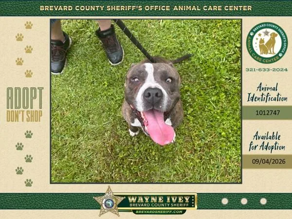 An adult medium-sized male Mixed Breed dog named Hemsworth for adoption in Melbourne, FL
