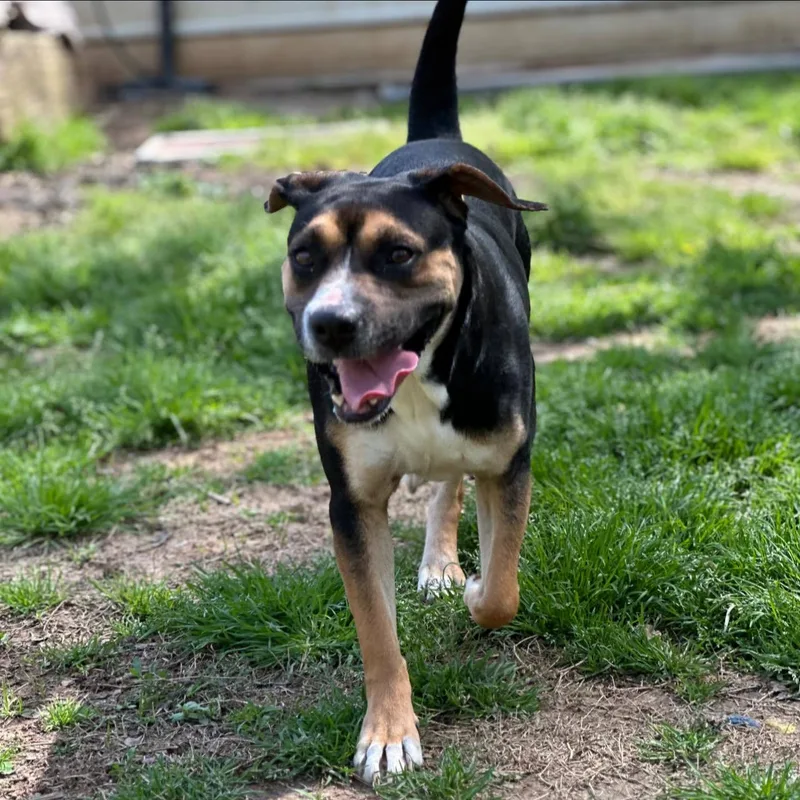 A young medium-sized female Beagle dog named Molly Mae for adoption in Shreveport, LA