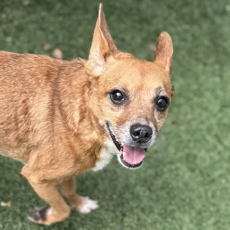 An adult small-sized male Red / Chestnut / Orange Chihuahua dog named Tostito for adoption in San Francisco, CA