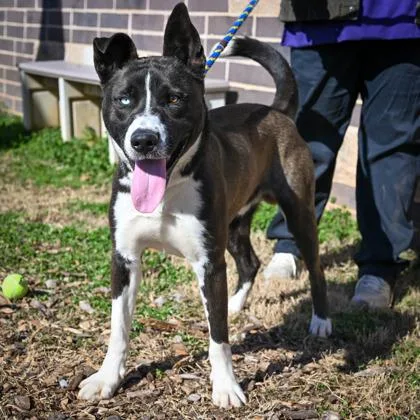 Neufchatel thumbnail 2