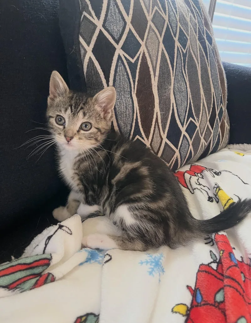 A baby medium-sized female Gray & White Domestic Short Hair cat named Ms. Frizzle for adoption in Nutley, NJ