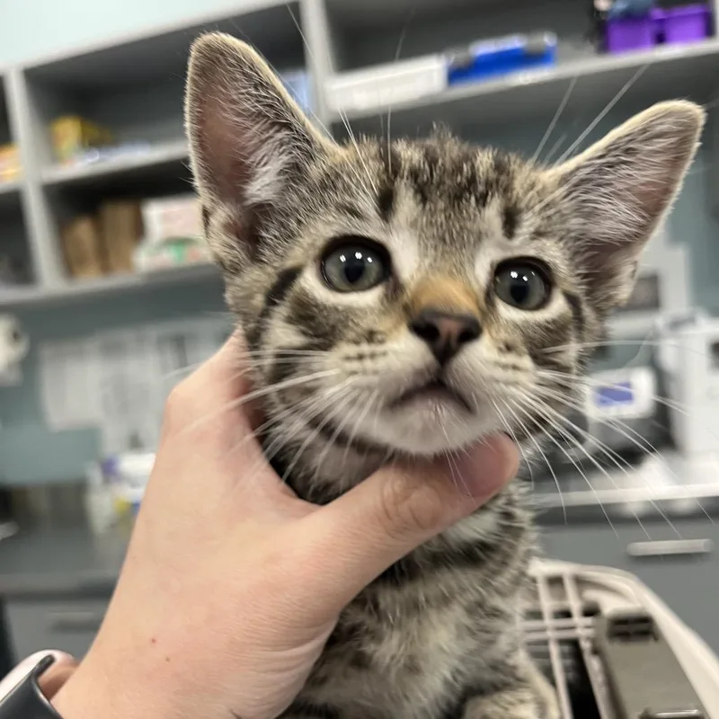 A baby small-sized male Gray / Blue / Silver Domestic Short Hair cat named Sprouted Grain for adoption in Greensboro, NC