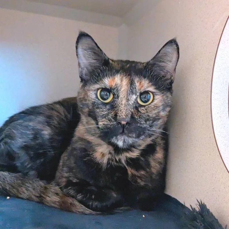 Bastet thumbnail 2