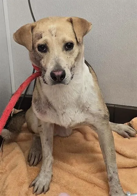 A young medium-sized male Labrador Retriever dog named Luigi for adoption in Tucson, AZ