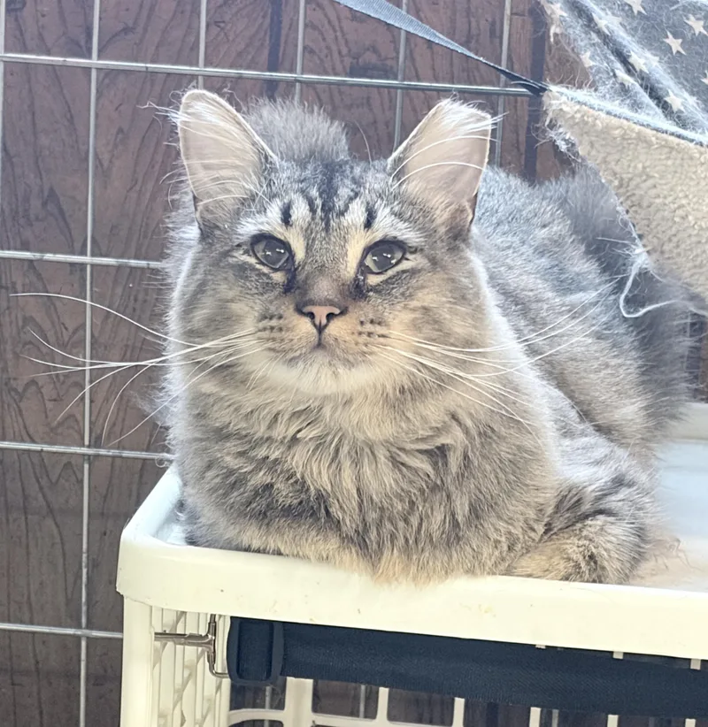 An adult medium-sized male Tabby (Gray / Blue / Silver) Tabby cat named Cruz for adoption in Independence, OH