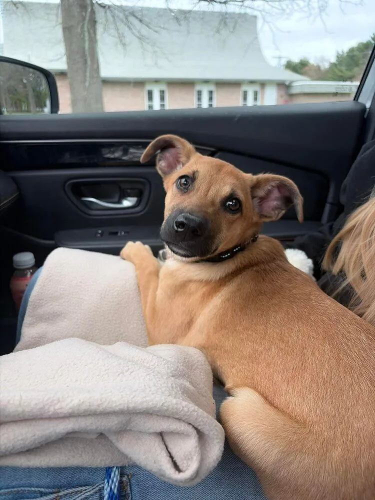 A baby large-sized female Rhodesian Ridgeback dog named Daisy for adoption in Norfolk, MA