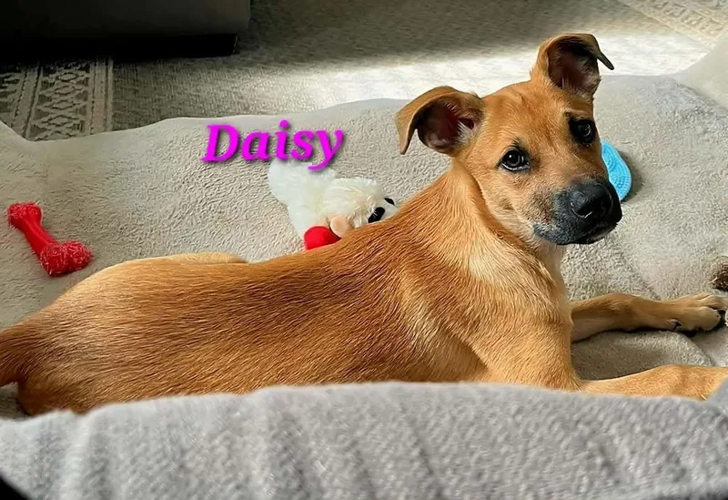 Daisy thumbnail 4