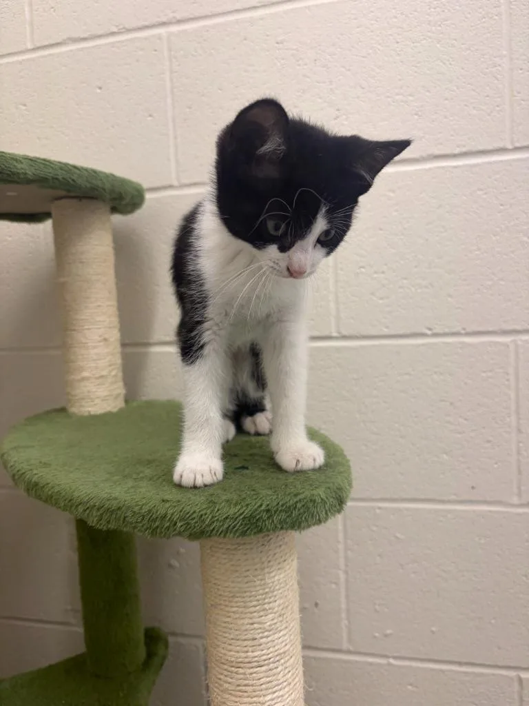 A baby medium-sized male Domestic Short Hair cat named Ozzy for adoption in Portland, IN