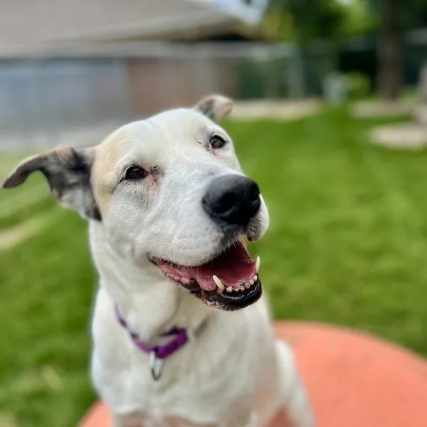 An adult large-sized female Shepherd dog named Blanca for adoption in Sioux City, IA