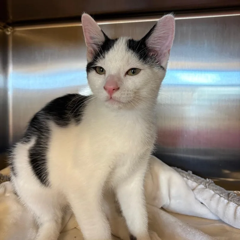 A baby small-sized male Black Domestic Short Hair cat named Gogurt for adoption in Keizer, OR