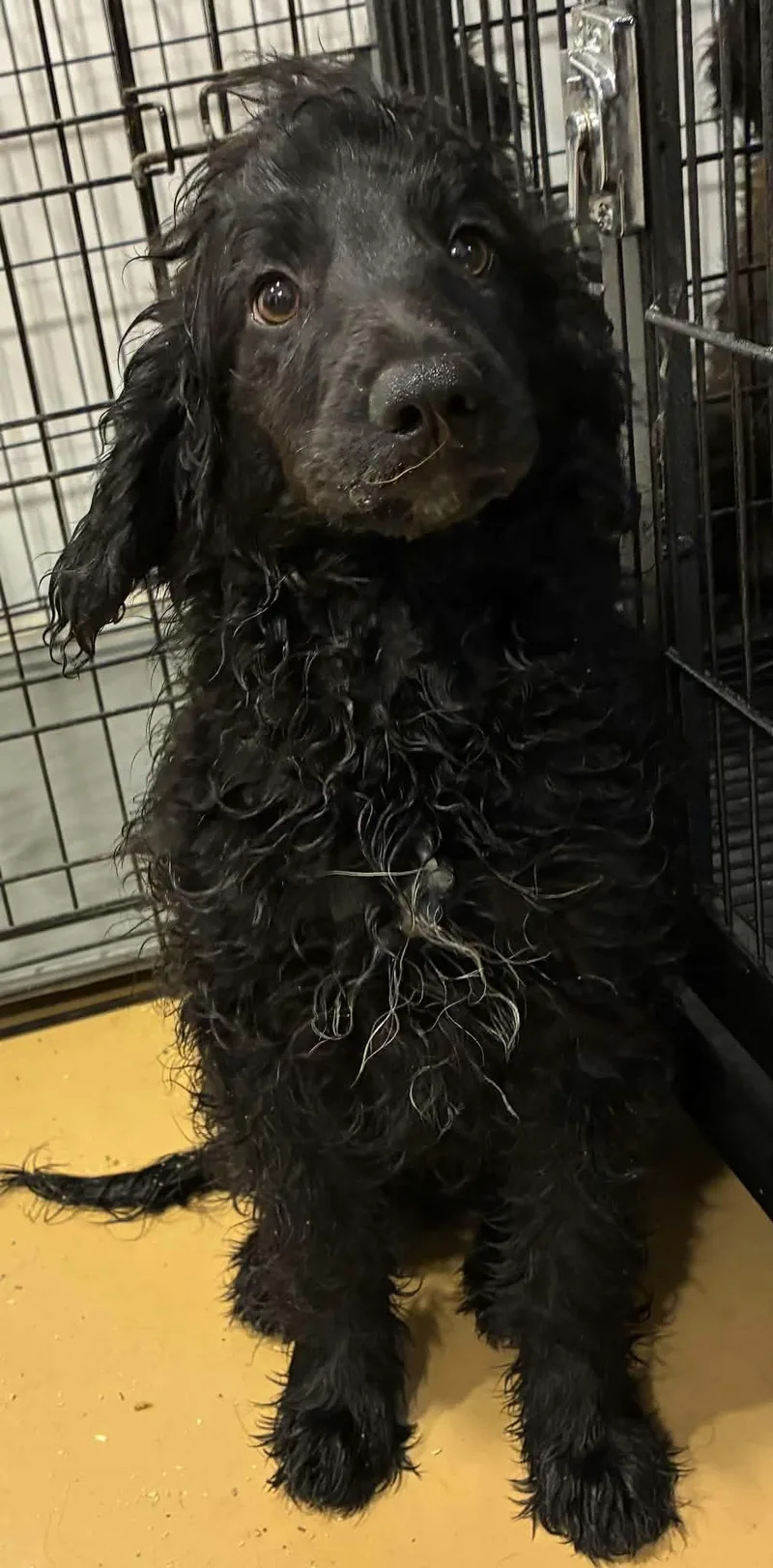 A baby medium-sized male Australian Shepherd dog named Bar None for adoption in Havertown, PA