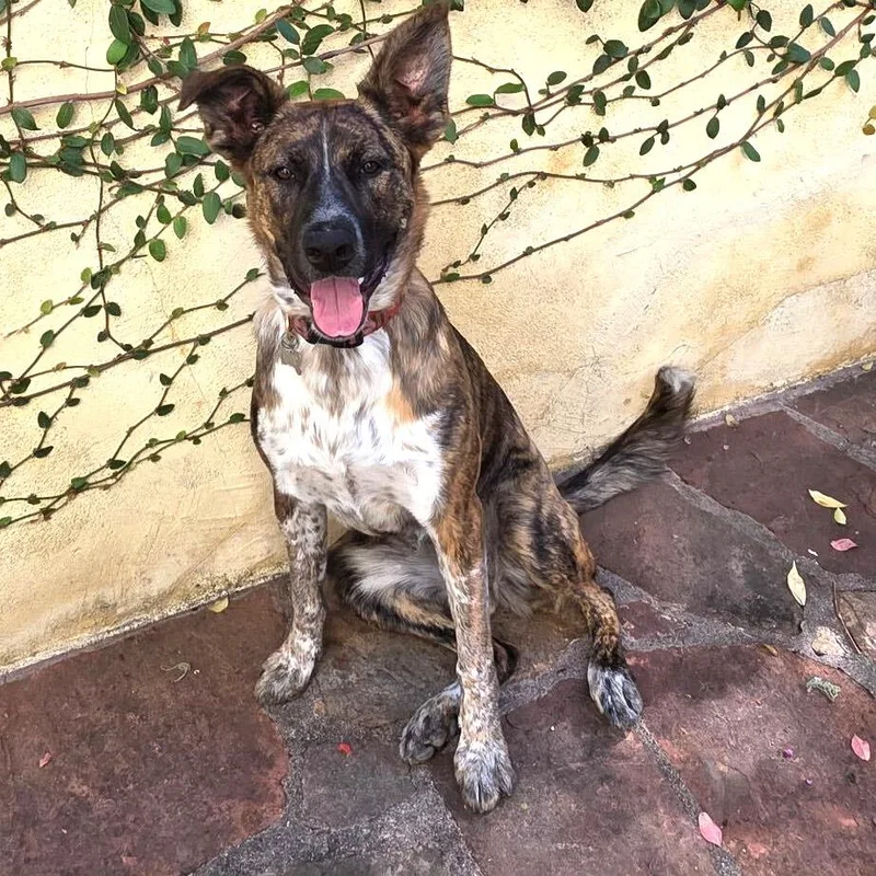 A young large-sized female Brown / Chocolate Mixed Breed dog named Terra for adoption in San Francisco, CA