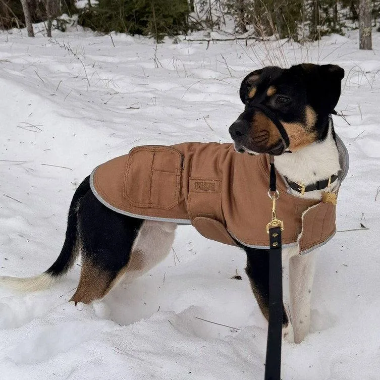 An adult medium-sized male Terrier dog named Rick Astley for adoption in Fargo, ND