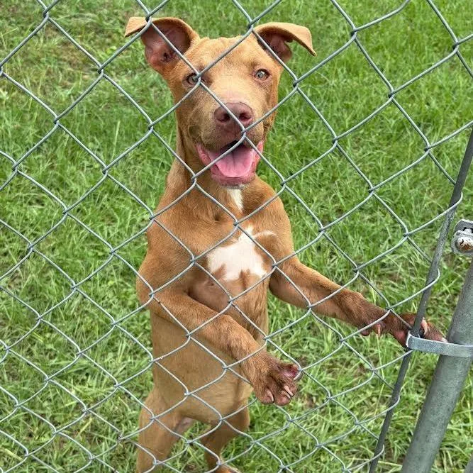 A baby small-sized female Brown / Chocolate Labrador Retriever dog named Bree for adoption in Marshall, TX