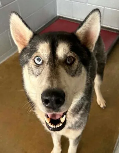 An adult medium-sized male Husky dog named Whataburger for adoption in Lampasas, TX