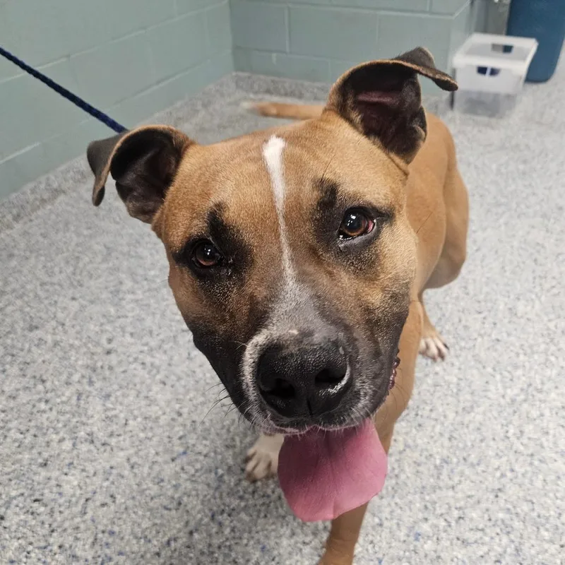 An adult large-sized male Yellow / Tan / Blond / Fawn Mastiff dog named Houndini for adoption in Greenville, SC