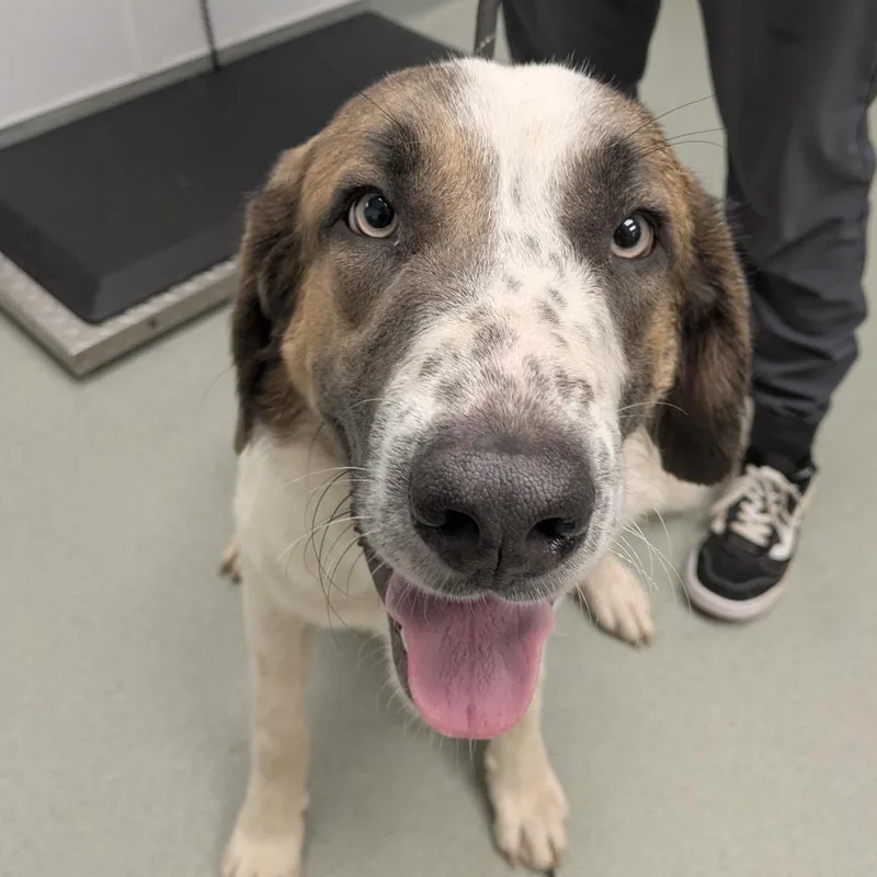 An adult large-sized male White / Cream Anatolian Shepherd dog named Conan for adoption in Abilene, TX