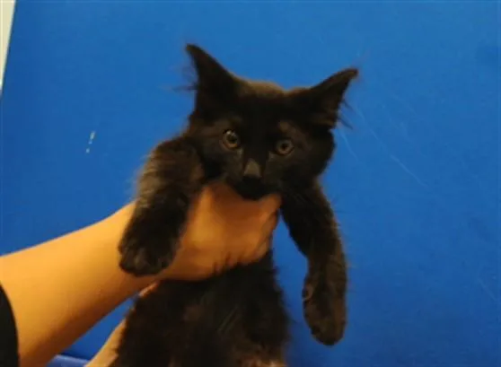 A baby small-sized male Domestic Medium Hair cat named Zayne for adoption in Albuquerque, NM