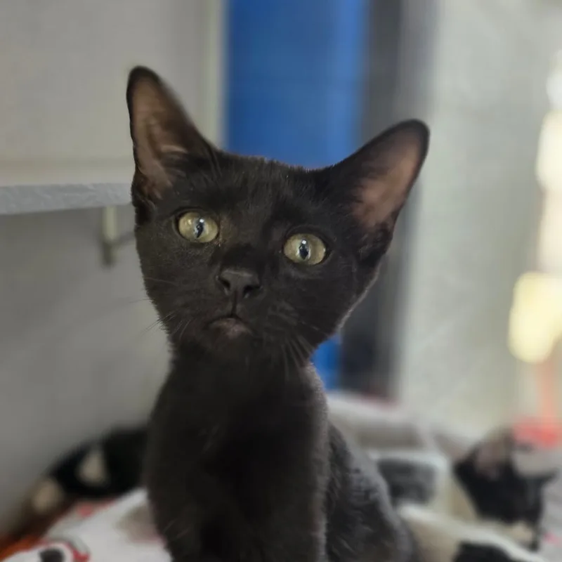 A baby small-sized female Black Domestic Short Hair cat named Walker for adoption in Huntsville, AL