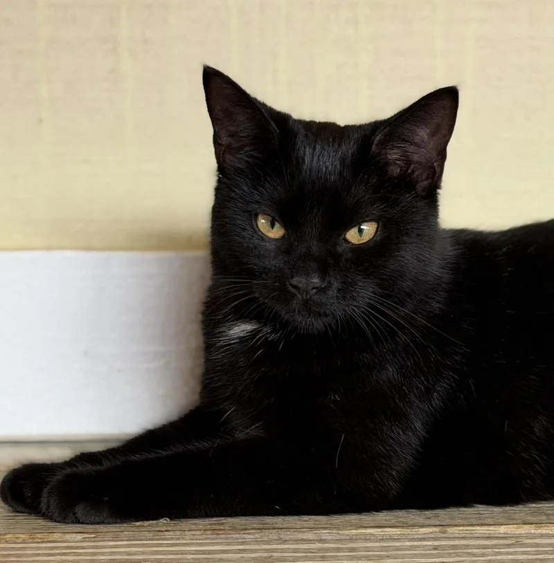 A young medium-sized female Domestic Short Hair cat named Bellatrix for adoption in North Fort Myers, FL