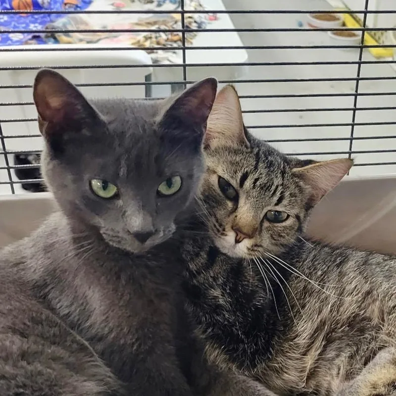 A baby small-sized female Domestic Short Hair cat named Chicken Banana for adoption in Battle Creek, MI