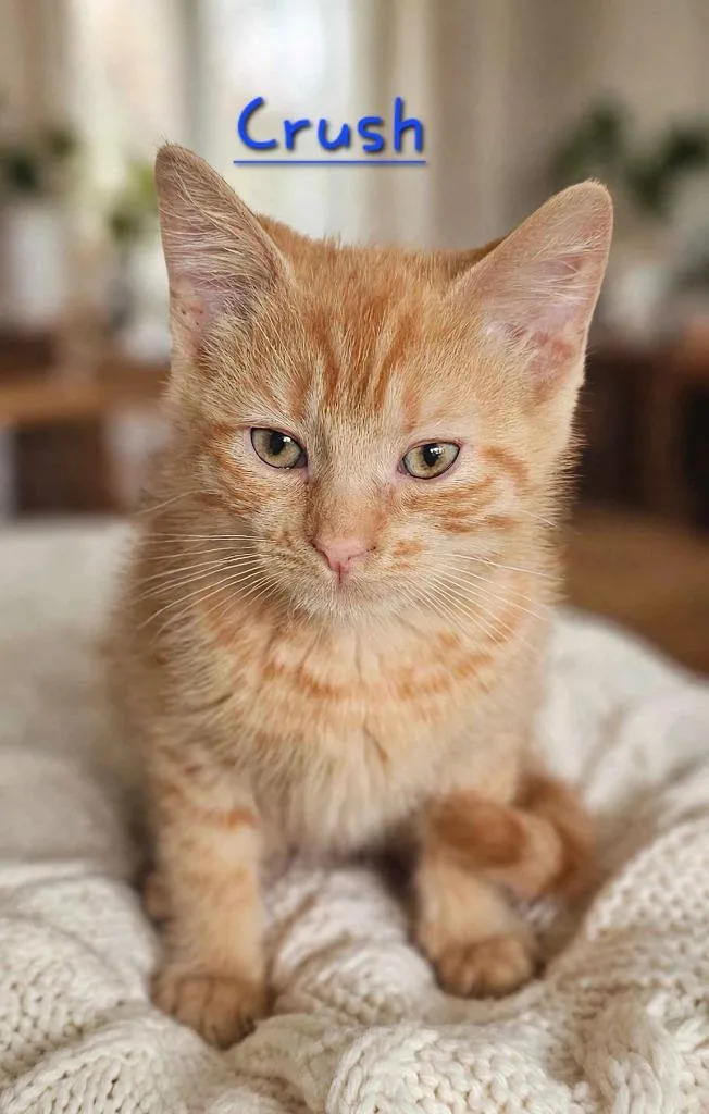 A baby small-sized male Domestic Medium Hair cat named Crush for adoption in Jim Thorpe, PA