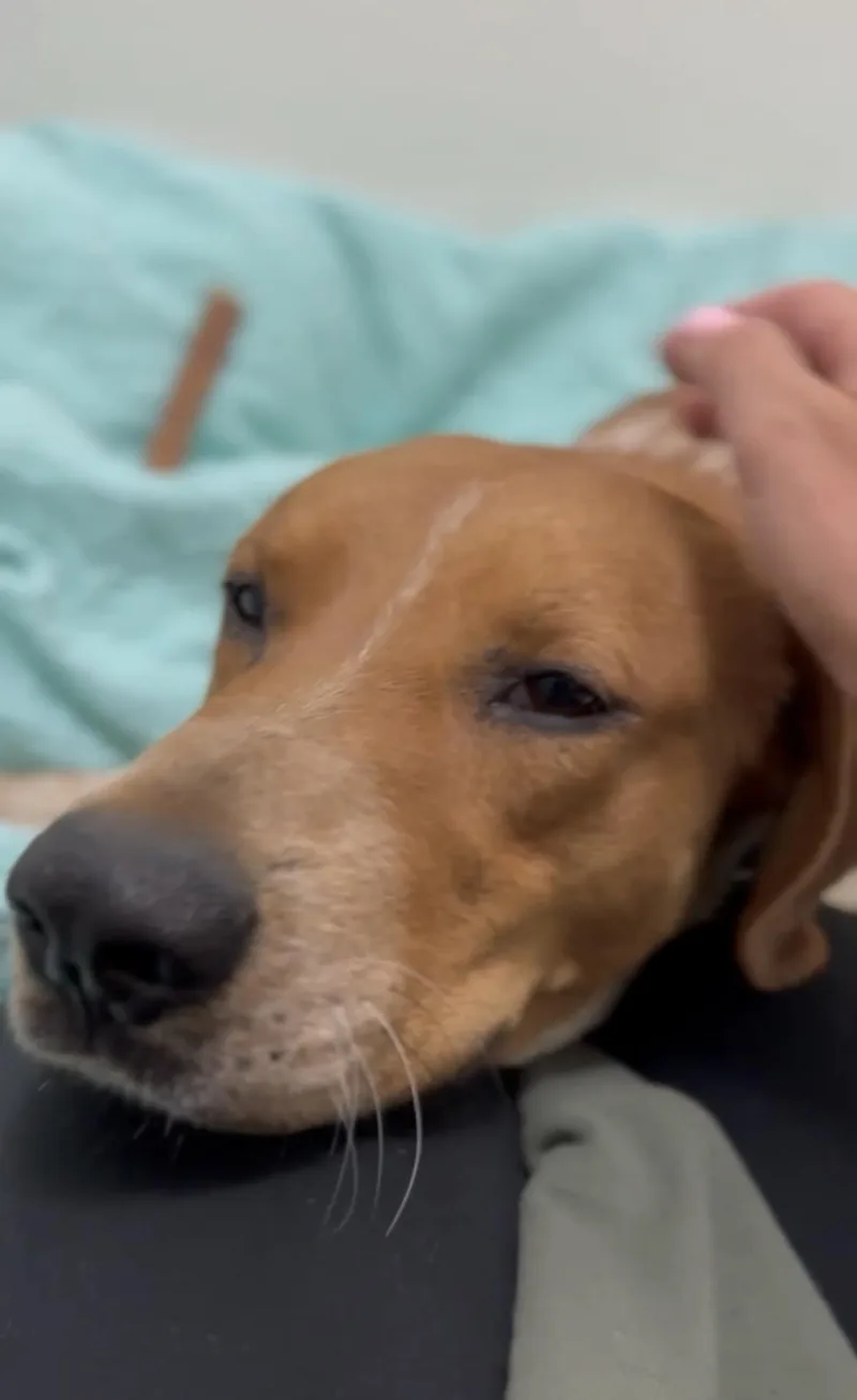 A young large-sized male Harrier dog named Sawyer for adoption in Palm desert, CA