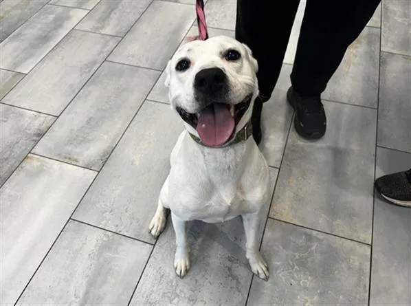 A young medium-sized female Pit Bull Terrier dog named Meep for adoption in Charlotte, NC