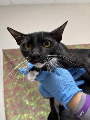 An adult medium-sized female Domestic Short Hair cat named Susan for adoption in San Antonio, TX