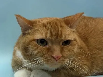 An adult small-sized female Domestic Short Hair cat named Lily for adoption in Golden Valley, MN