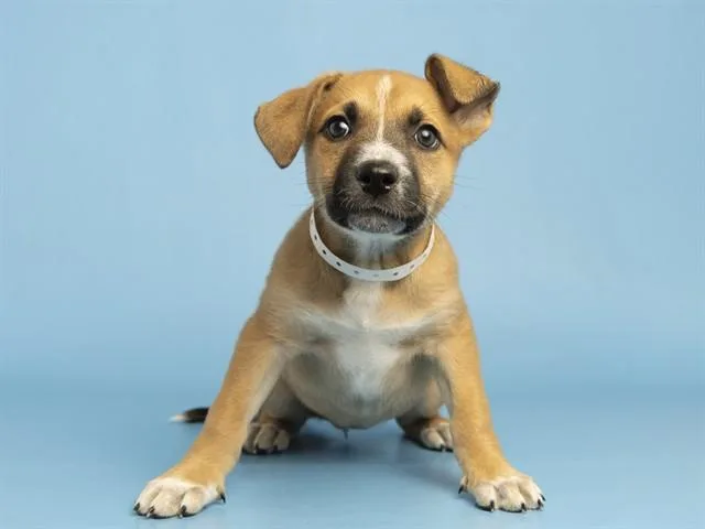 A baby small-sized female Pit Bull Terrier dog named Poppy for adoption in Phoenix, AZ