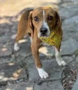 An adult small-sized male Beagle dog named Pumpernickel for adoption in Midland, VA