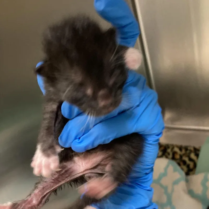 A baby small-sized male Black Domestic Short Hair cat named Houston for adoption in Galveston, TX