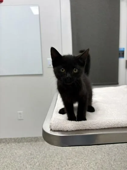 A baby small-sized male Black Domestic Short Hair cat named Theo for adoption in Kansas City, MO
