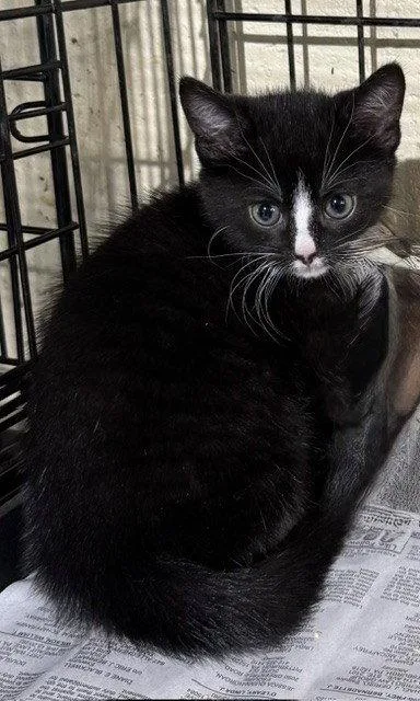 A young medium-sized female Domestic Short Hair cat named Liefje for adoption in Apollo, PA