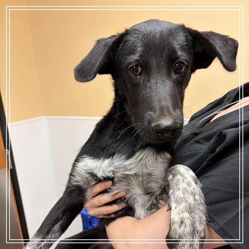 A young medium-sized male German Shepherd Dog dog named FWT Jet for adoption in Midland, TX