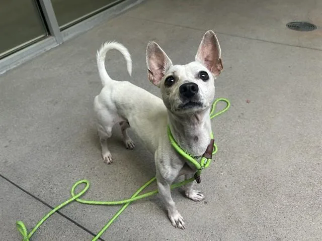 An adult small-sized male Chihuahua dog named Cena for adoption in Mesa, AZ
