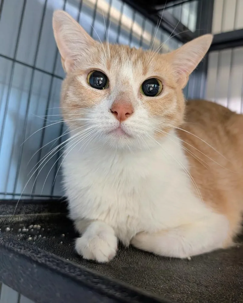 A baby medium-sized female Domestic Short Hair cat named Cheezit for adoption in Magnolia, TX