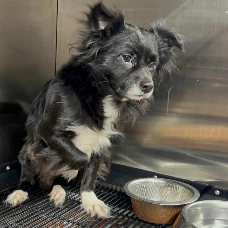 A senior small-sized male Black Pomeranian dog named Drake for adoption in Hollister, MO