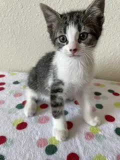 A baby small-sized female Domestic Short Hair cat named Lola for adoption in Divide, CO
