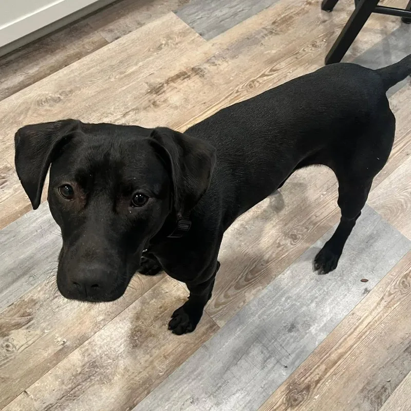 An adult medium-sized female Black Labrador Retriever dog named Maple for adoption in Ashtabula, OH