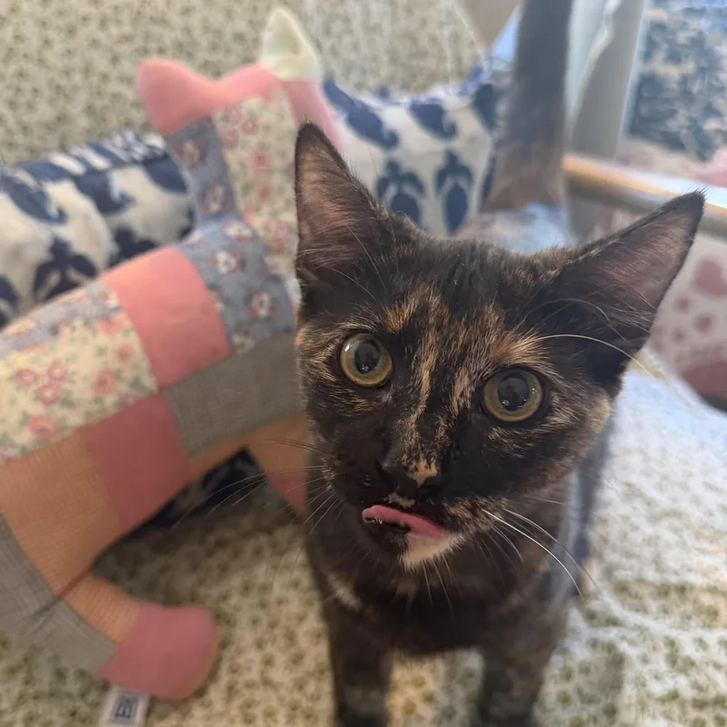 A young medium-sized female Tortoiseshell cat named Opaleye for adoption in Los Osos, CA