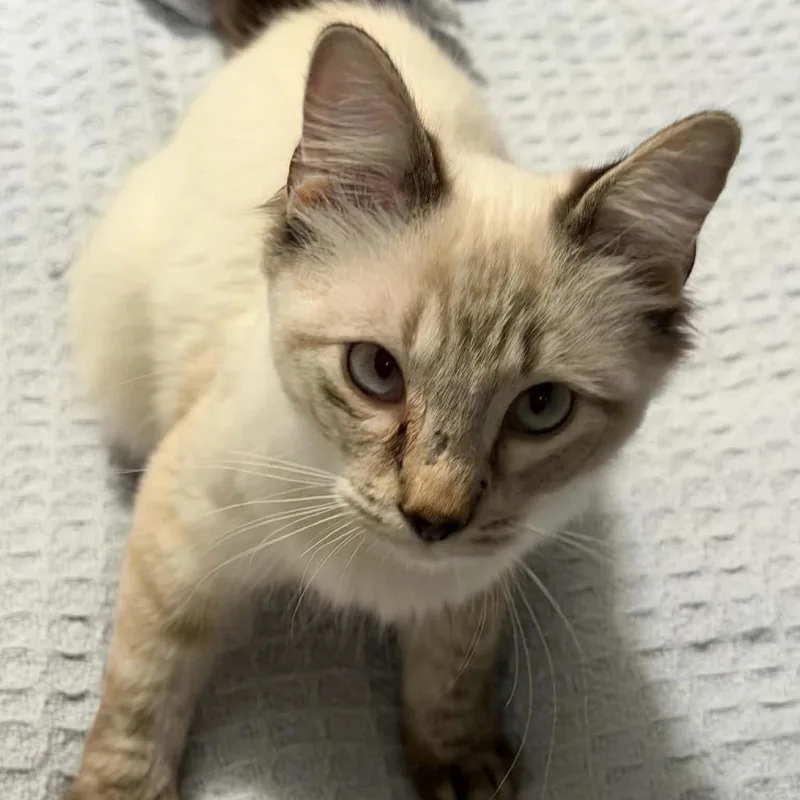 A young small-sized male Siamese cat named Carl for adoption in mount vernon, AR