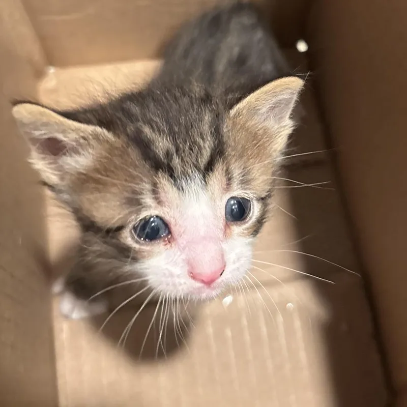 A baby small-sized male Gray / Blue / Silver Domestic Short Hair cat named Bitsy for adoption in Overland Park, KS