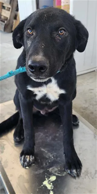 A young medium-sized male Border Collie dog named Artax for adoption in Bakersfield, CA
